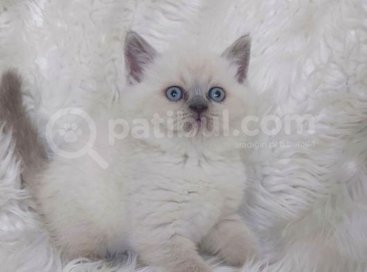 Ayi Surat Bri̇tti̇sh Shorthair Blue Poi̇nt Yavrular görsel
