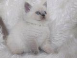 Ayi Surat Bri̇tti̇sh Shorthair Blue Poi̇nt Yavrular