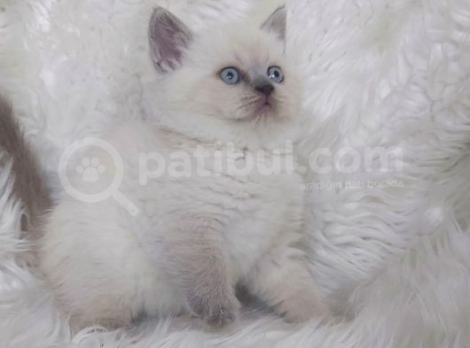 Ayi Surat Bri̇tti̇sh Shorthair Blue Poi̇nt Yavrular görsel