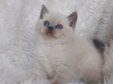 AYI SURAT BRİTTİSH SHORTHAIR BLUE POİNT YAVRULAR