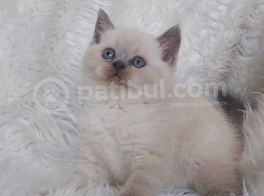 Ayi Surat Bri̇tti̇sh Shorthair Blue Poi̇nt Yavrular