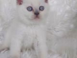 Ayi Surat Bri̇tti̇sh Shorthair Blue Poi̇nt Yavrular
