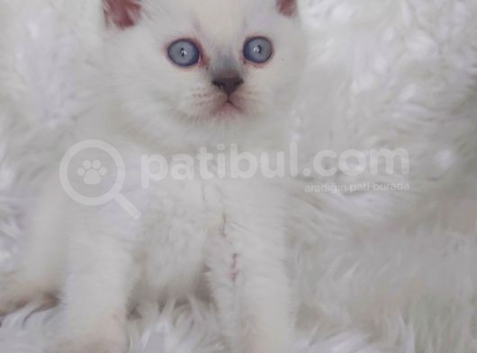 Ayi Surat Bri̇tti̇sh Shorthair Blue Poi̇nt Yavrular görsel