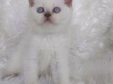 Ayi Surat Bri̇tti̇sh Shorthair Blue Poi̇nt Yavrular