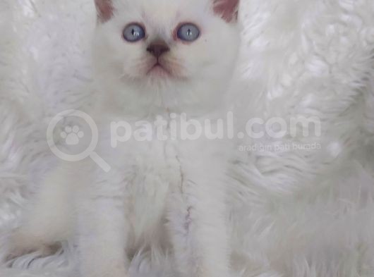 Ayi Surat Bri̇tti̇sh Shorthair Blue Poi̇nt Yavrular görsel