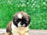 Shihtzu Erkek