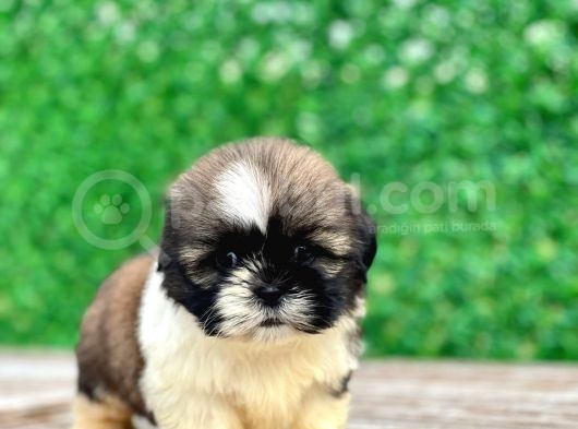 Shihtzu Erkek görsel