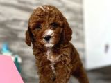red Brown Poodle Yavrular