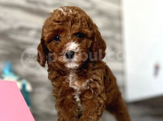 Red Brown Poodle Yavrular