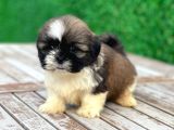 Shihtzu Erkek