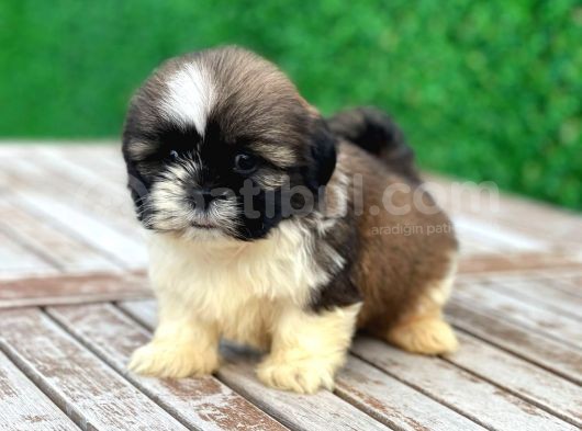 Shihtzu Erkek görsel