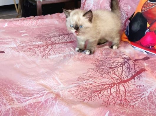 Sağlıklı Exotic Irkı Kısa Tüylü Yavrular görsel