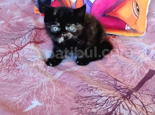 Sağlıklı Exotic Irkı Kısa Tüylü Yavrular görsel