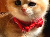 A Kalite Bri̇ti̇sh Shorthai̇r Golden Ve Si̇lvir Yavrular