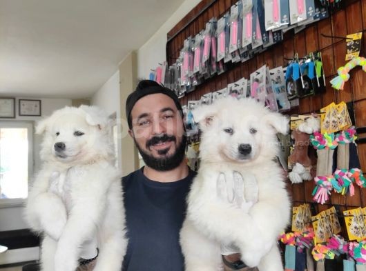 Ayi̇ Yavrusu Samoyed A Kali̇te Irk görsel