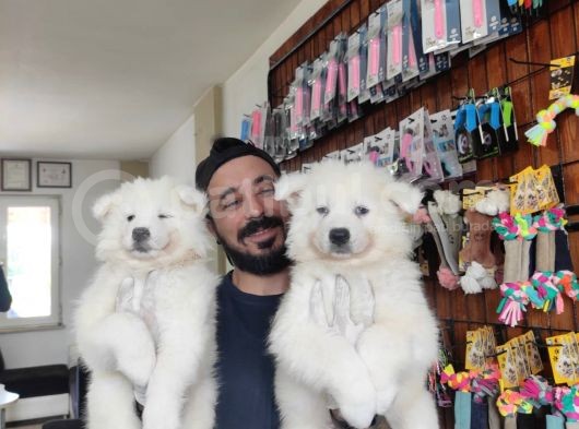 Ayi̇ Yavrusu Samoyed A Kali̇te Irk görsel