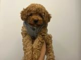 Ev Ortamından Toy Poodle
