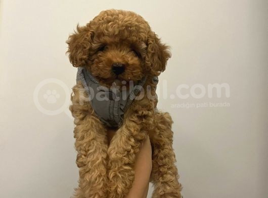 Ev Ortamından Toy Poodle