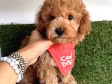 Teacup Xs Toy Poodle Yavrular