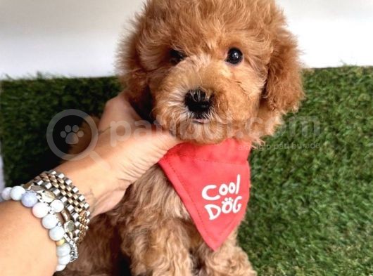 Teacup Xs Toy Poodle Yavrular görsel