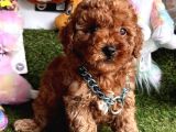 Teacup Xs Toy Poodle Yavrular