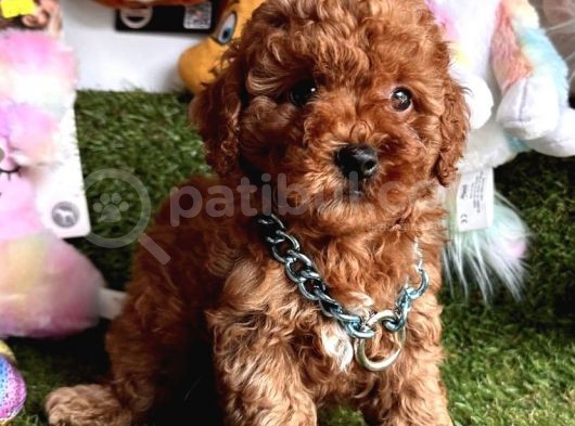 Teacup Xs Toy Poodle Yavrular görsel