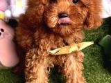 Teacup Xs Toy Poodle Yavrular