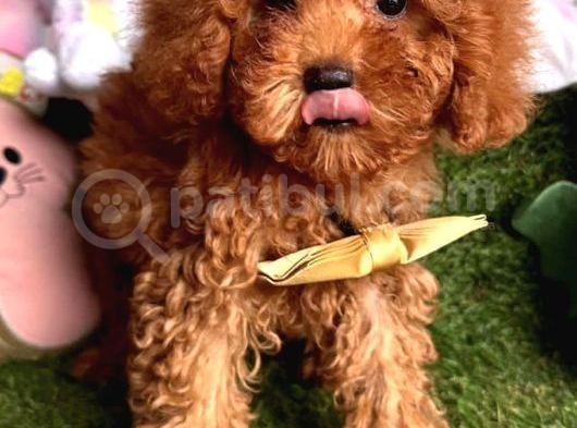 Teacup Xs Toy Poodle Yavrular görsel