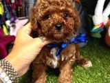 Teacup Xs Toy Poodle Yavrular