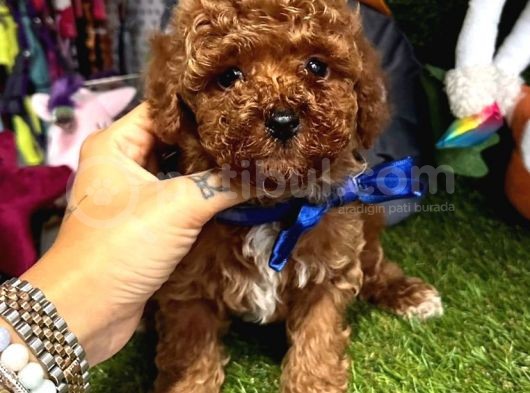 Teacup Xs Toy Poodle Yavrular görsel