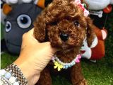 TEACUP XS TOY POODLE YAVRULAR
