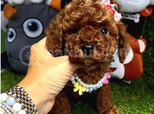 Teacup Xs Toy Poodle Yavrular