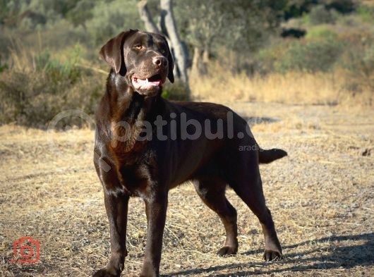Fci-Kif Secereli Labrador Retriever Yavrular görsel