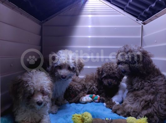 Irk Güzeli̇ Toy Poodle A Secere Bebekler görsel