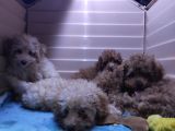 Irk Güzeli̇ Toy Poodle A Secere Bebekler