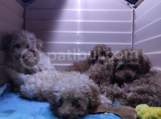 Irk Güzeli̇ Toy Poodle A Secere Bebekler görsel