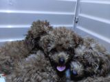 IRK GÜZELİ TOY POODLE A SECERE BEBEKLER
