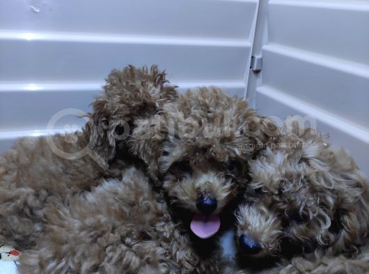 Irk Güzeli̇ Toy Poodle A Secere Bebekler