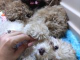Irk Güzeli̇ Toy Poodle A Secere Bebekler
