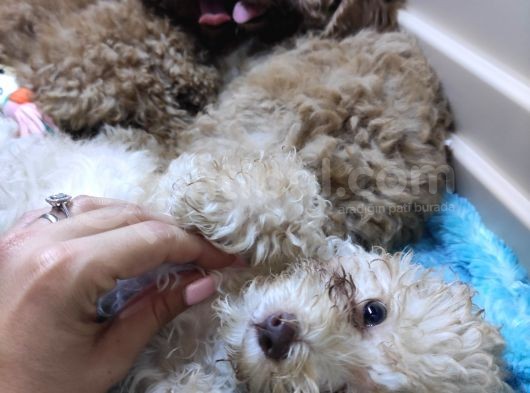 Irk Güzeli̇ Toy Poodle A Secere Bebekler görsel