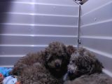 Irk Güzeli̇ Toy Poodle A Secere Bebekler