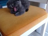 Orjinal Irk Çok Sağlıklı
