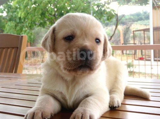 Fci-Kif Secereli Labrador Retriever Yavrular görsel