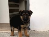 Di̇k Kulak Alman Kurdu Yavrulari