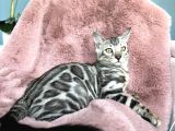 Silver Bengal Cat