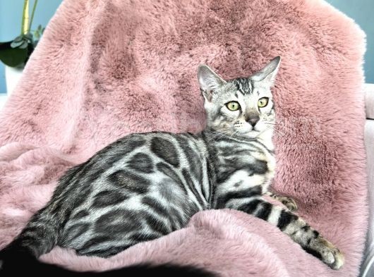 Silver Bengal Cat görsel
