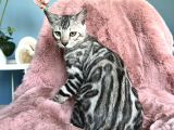 Silver Bengal Cat