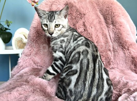 Silver Bengal Cat görsel