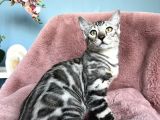 Silver Bengal Cat