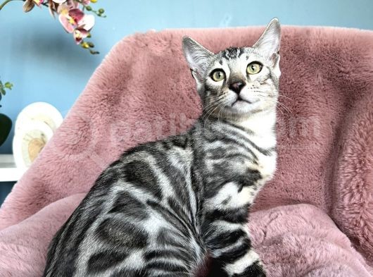 Silver Bengal Cat görsel